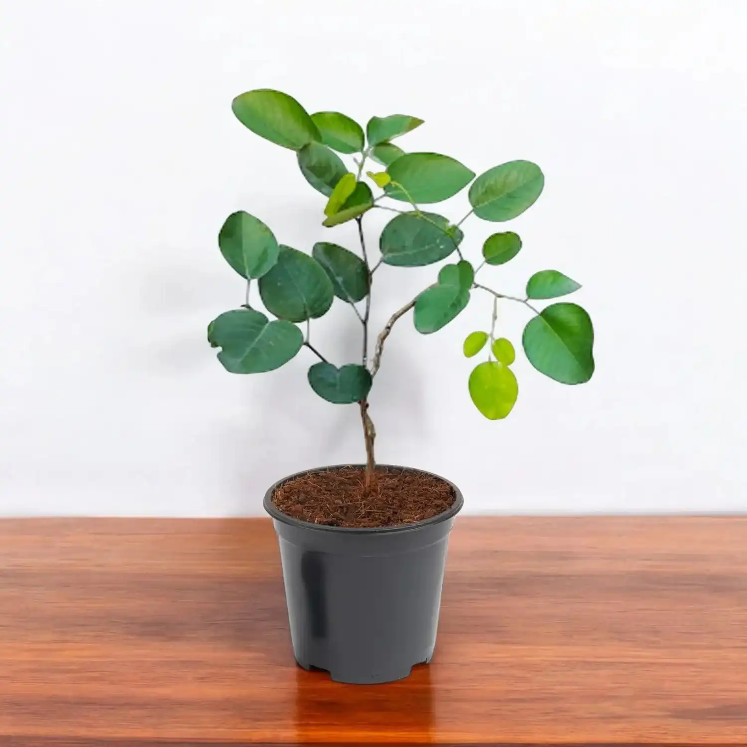 Red Sandalwood (લાલ ચંદન)